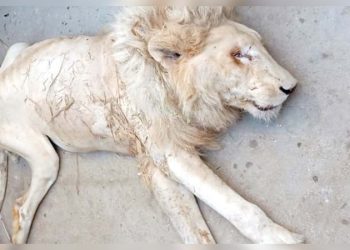 White lion