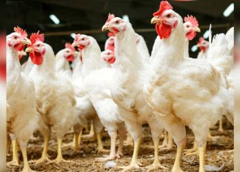 Chicken price swelled to Rs570 per kg in Karachi