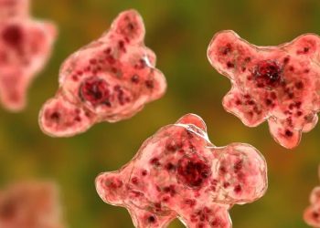 Naegleria fowleri claims another life in Karachi