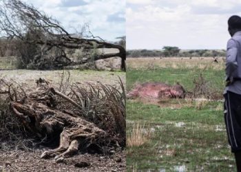 Hundreds of animals die in Kenya’s life-threatening drought