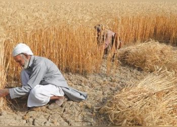 Federal government hopeful for better wheat production