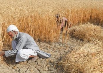 Wheat crisis in Pakistan; Food ministry blames hoarders for shortage of wheat