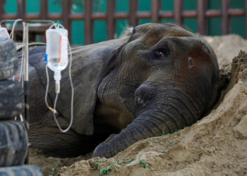 Noor Jehan shows slight progress