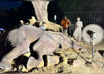 Entertainment industry supports Noor Jehan