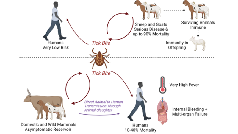 symptoms and how to be save from congo virus