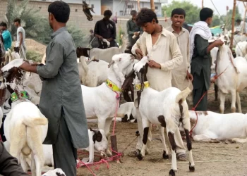 Congo virus and Lumpy skin disease during Eid Ul Adha, follow the precautionary methods by PMA to stay protected