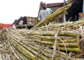 Sindh Chamber of Agriculture demands higher purchasing rates
