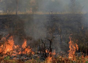 Margalla Hills ablaze again; firefighting efforts intensify