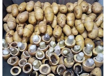 ANF seizes 5kgs of Heroin hidden in potatoes at Karachi Port